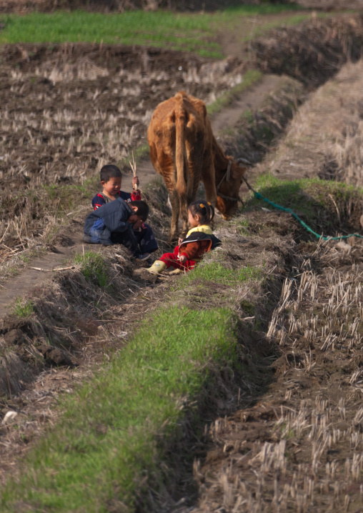 North Korean children sit in a field near a cow, Kangwon Province, Wonsan, North Korea
