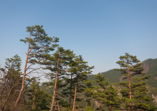 Pines forest landscape, North Hamgyong province, Chilbosan, North Korea