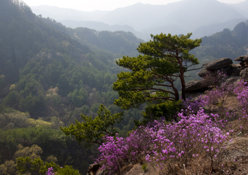 Pine trees forest and flowers in inner Chilbo hills, North Hamgyong province, Chilbosan, North Korea