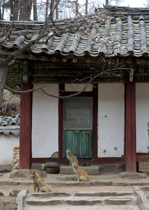 Dogs in kaesin sa temple, North Hamgyong province, Chilbosan, North Korea