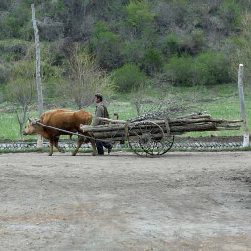 North Korean peasant with an ox pulling a cart filled with wood, North Hamgyong Province, Jung Pyong Ri, North Korea