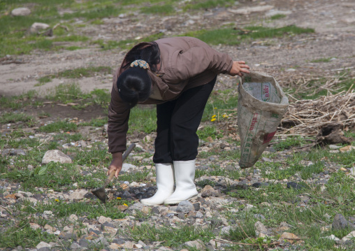 North Korean woman collecting grass to eat in a field, North Hamgyong Province, Jung Pyong Ri, North Korea