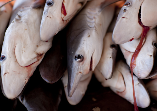 Sharks Been Sold At Fish Market, Sinaw, Oman