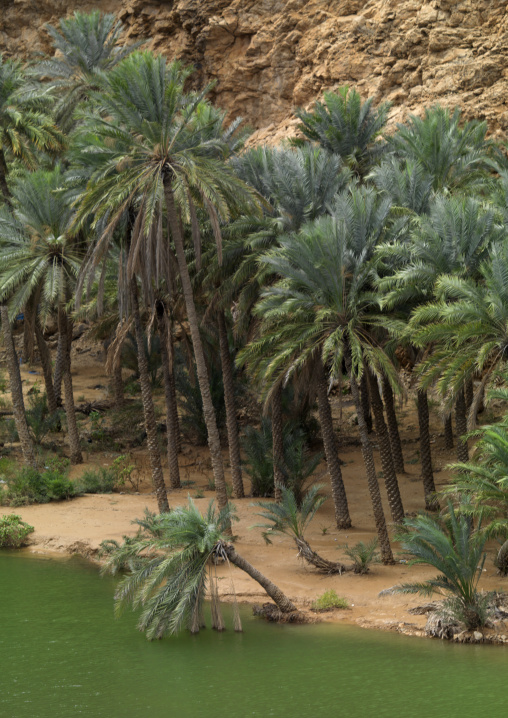 Palm Trees In Wadi Shab, Muscat, Oman