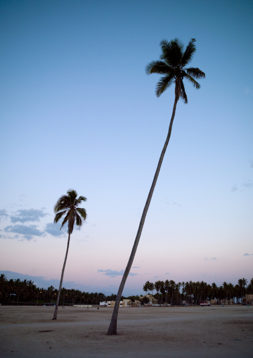 Palm Trees, Salalah, Oman