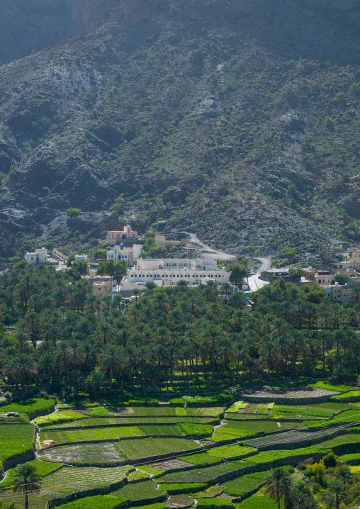 Village with lush green irrigated terraces, Al Hajar Mountains, Bilad Sayt, Oman