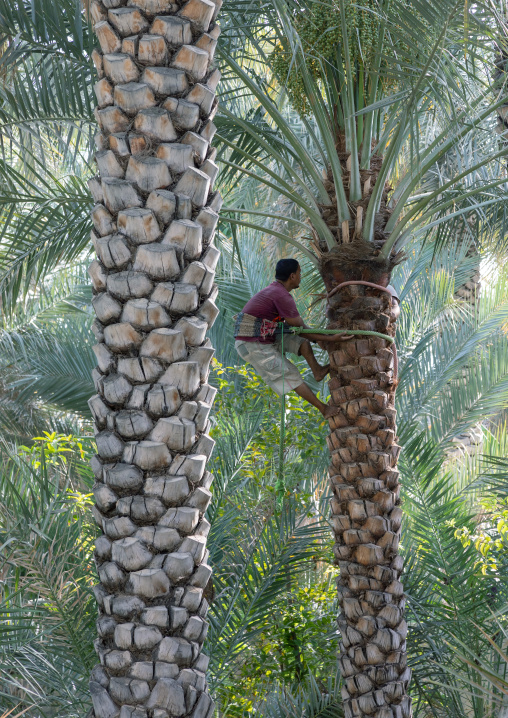 Man climbing to collect dates in an oasis, Ad Dakhiliyah Region, Al Hamra, Oman