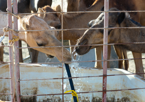 Thirsty camels drinking in a farm, Dhofar Governorate, Wadi Dokah, Oman