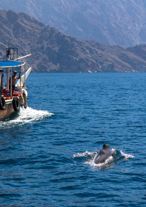 Bottlenose dolphin near a dhow, Musandam Governorate, Khasab, Oman