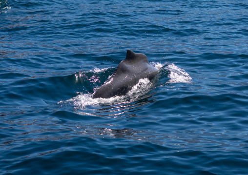 Bottlenose dolphin in the sea, Musandam Governorate, Khasab, Oman