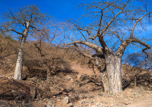 Baobab trees in wadi hinna, Dhofar Governorate, Wadi Hinna, Oman