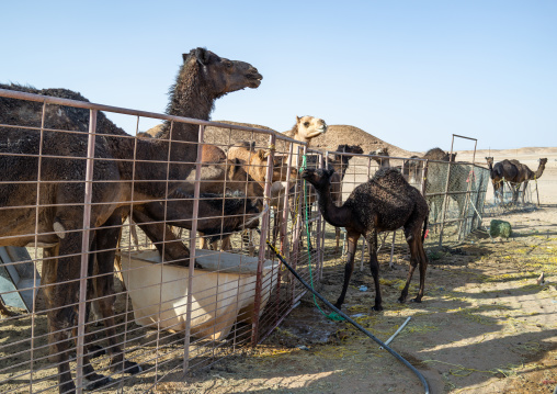 Camels in a farm in the desert, Dhofar Governorate, Wadi Dokah, Oman