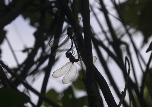 Panama, Darien Province, Filo Del Tallo, Dragonflies Pair Mating On A Stalk In Filo Del Tallo