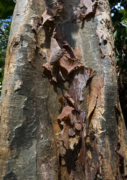 Panama, Darien Province, Filo Del Tallo, Tree Bark In Filo Del Tallo Park Used As Soap By Embera Tribe