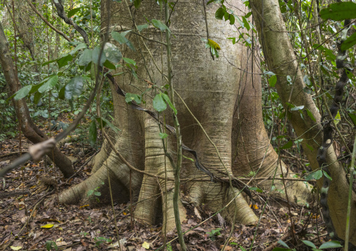Panama, Darien Province, Filo Del Tallo, Cuipo Giant Tree In Filo Del Tallo
