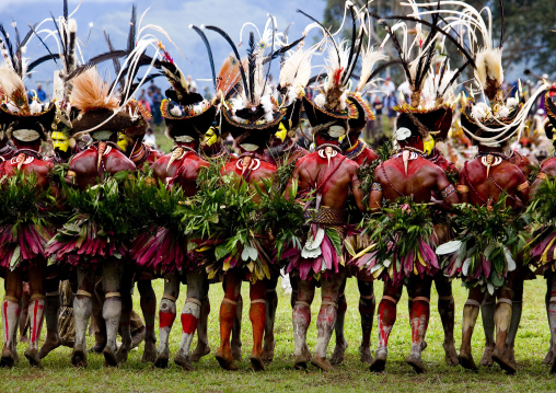 Hulis wigmen in line in traditional clothing during a sing-sing, Western Highlands Province, Mount Hagen, Papua New Guinea