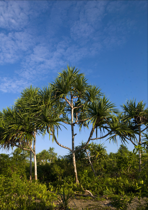 Palm trees, Milne Bay Province, Trobriand Island, Papua New Guinea