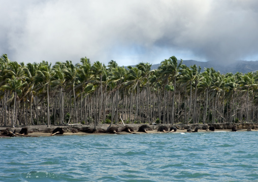 Dead palm trees after volcanic eruption in Tavurvur volcano, East New Britain Province, Rabaul, Papua New Guinea
