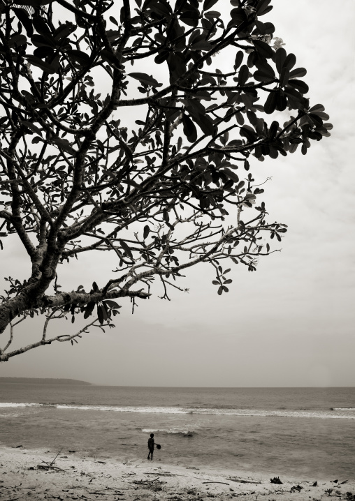 Tree on a beach, Milne Bay Province, Trobriand Island, Papua New Guinea