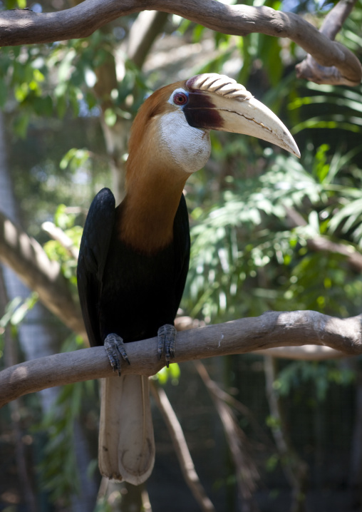 Hornbill bird in a tree, National Capital District, Port Moresby, Papua New Guinea