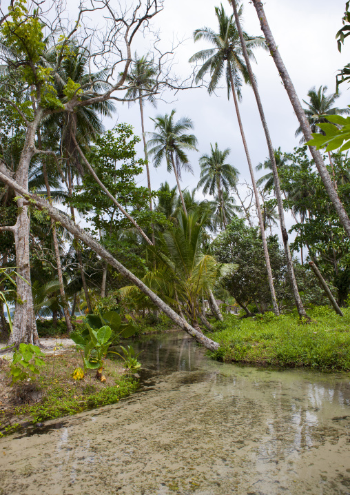 River and palm trees, New Ireland Province, Laraibina, Papua New Guinea