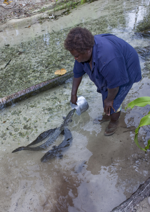 Woman feeding eels in a river, New Ireland Province, Laraibina, Papua New Guinea