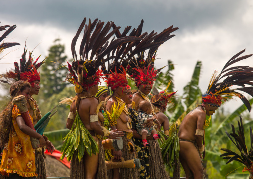 Chimbu tribe women with giant headdresses made of feathers during a Sing-sing, Western Highlands Province, Mount Hagen, Papua New Guinea