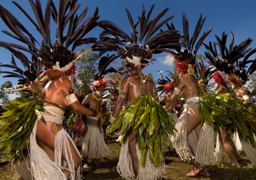 Chimbu tribe women with giant headdresses made of feathers during a Sing-sing, Western Highlands Province, Mount Hagen, Papua New Guinea