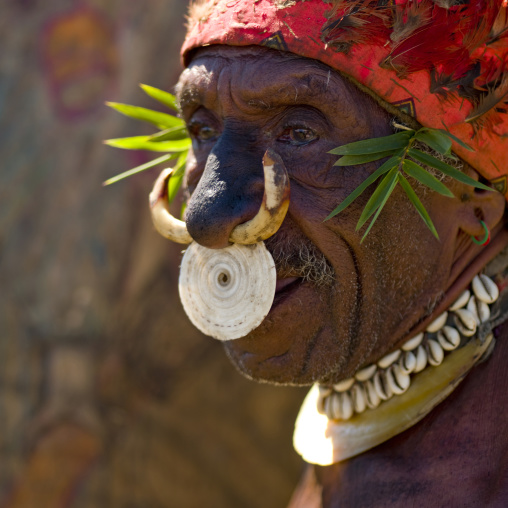 Chimbu tribe man with the tusks of a male wild boar as nose ring during a Sing-sing, Western Highlands Province, Mount Hagen, Papua New Guinea