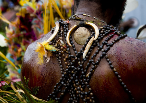 Highlander warrior back during a sing sing, Western Highlands Province, Mount Hagen, Papua New Guinea