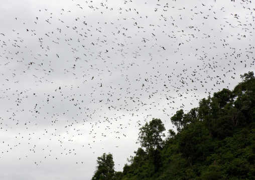 Bats flying, Lake Kivu, Gisenye, Rwanda