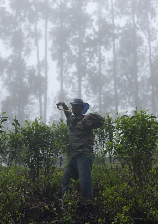Man in a tea plantations, Nyungwe Forest National Park, Gisakura, Rwanda