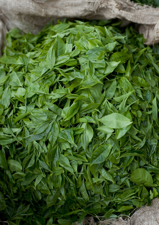 Fresh tea leaves, Western Province, Cyamudongo, Rwanda