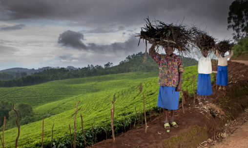 Rwanda women carrying wood on her head, Western Province, Cyamudongo, Rwanda