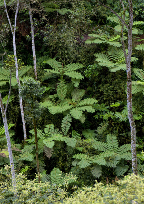 Uwinka canopee forest, Nyungwe Forest National Park, Uwinka, Rwanda
