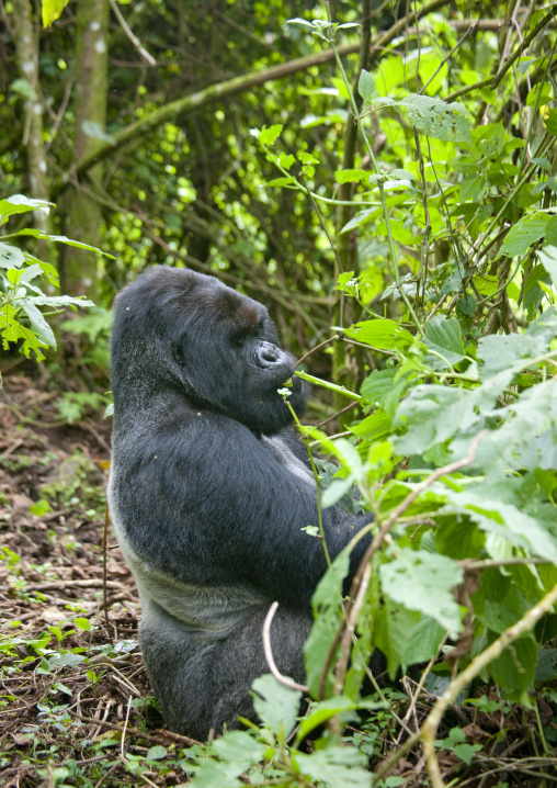Gorilla in the jungle of the volcanoes national park, Northwest Province, Rehengeri, Rwanda