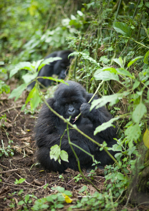 Gorilla in the jungle of the volcanoes national park, Northwest Province, Rehengeri, Rwanda