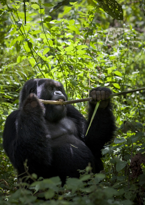 Gorilla eating in the jungle of the volcanoes national park, Northwest Province, Rehengeri, Rwanda