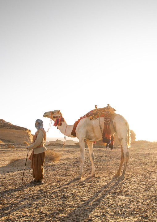 Saudi man with a decorated camel in Madain Saleh, Al Madinah Province, Alula, Saudi Arabia