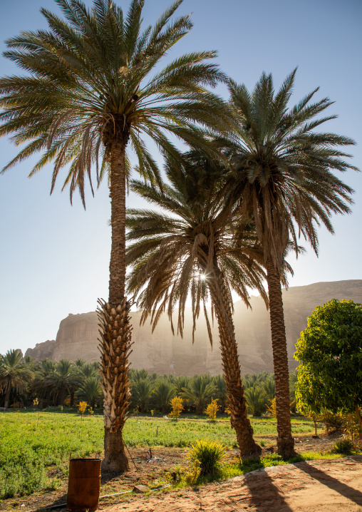 Palm trees in an oasis, Al Madinah Province, Alula, Saudi Arabia