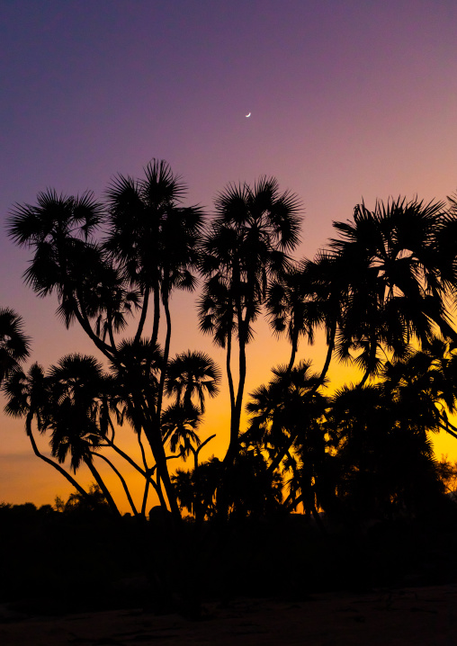 Plam trees in the sunset, Jizan province, Alaydabi, Saudi Arabia