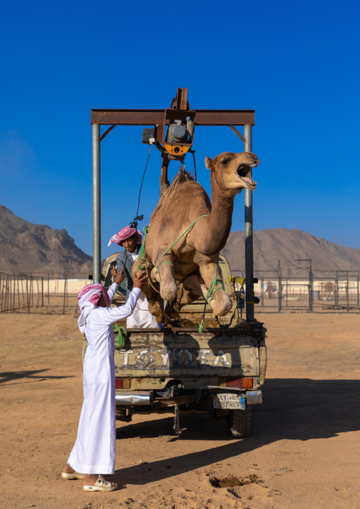 Saudi man loading a camel in a Toyota car in the camel market, Najran Province, Najran, Saudi Arabia