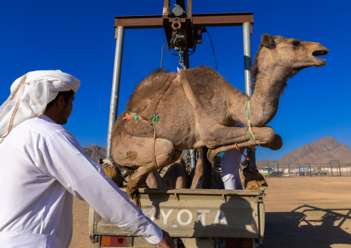 Saudi man loading a camel in a Toyota car in the camel market, Najran Province, Najran, Saudi Arabia
