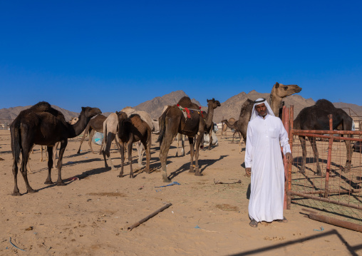 Saudi man with his camel in a farm, Najran Province, Najran, Saudi Arabia