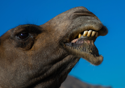 Camel head close-up, Najran Province, Najran, Saudi Arabia