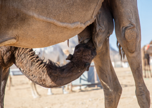 Baby camel suckling milk, Najran Province, Najran, Saudi Arabia