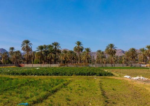 Garden and palm trees in an oasis, Najran Province, Najran, Saudi Arabia