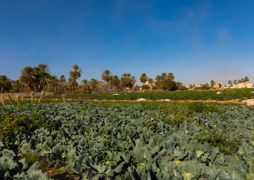 Garden of a farm in the oasis, Najran Province, Najran, Saudi Arabia