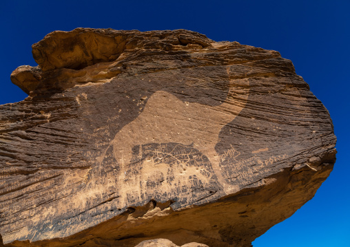 Life-sized camel petroglyph on a rock, Najran Province, Thar, Saudi Arabia