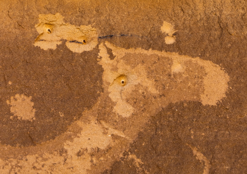 Petroglyphs on a rock depicting camel head with bullet holes, Najran Province, Thar, Saudi Arabia